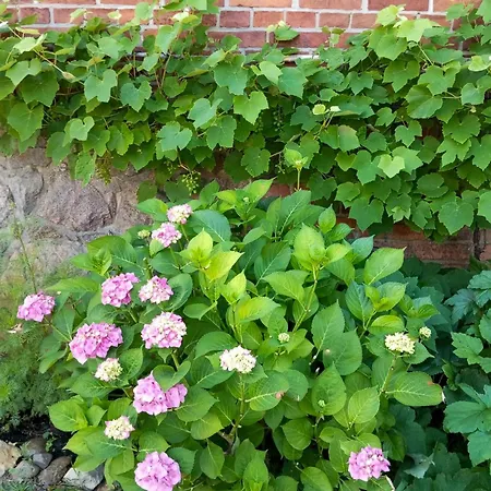 Historic House By The Elbe River
