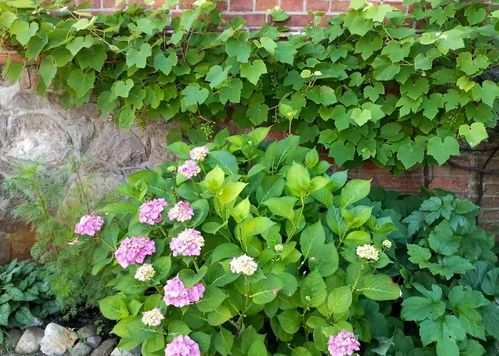 Historic House By The Elbe River